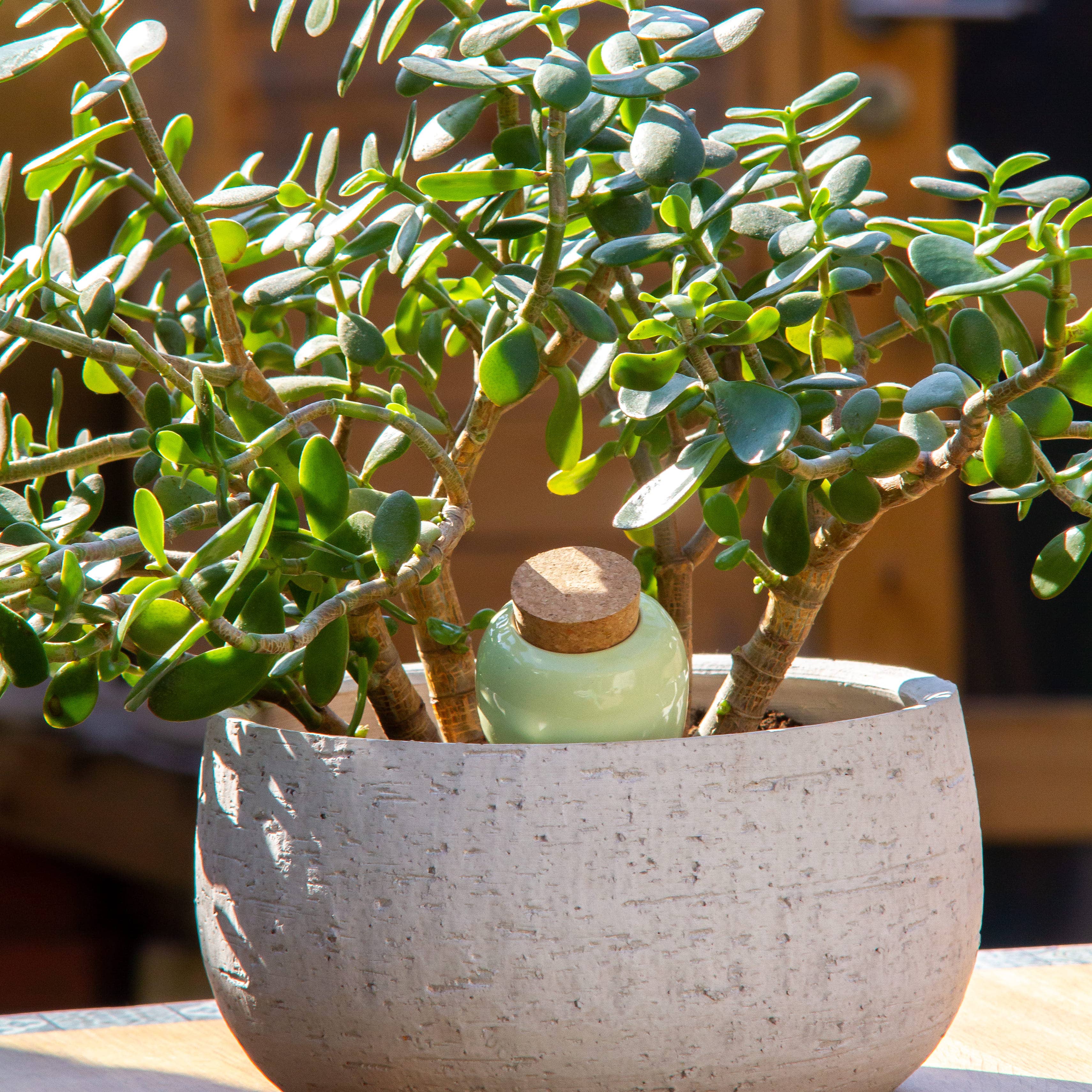 Olla - Vert